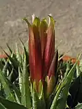 Inflorescence.