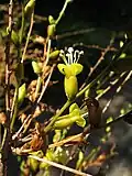 Détail de l'inflorescence.
