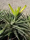 Détail de l'inflorescence.