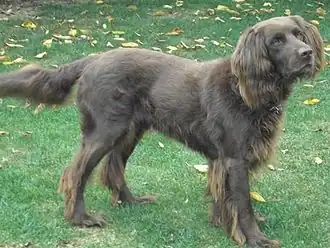 Chien d'arrêt allemand à poil long.