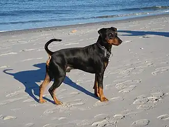 Pinscher allemand