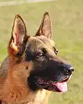 Le Berger allemand, un chien de type lupoïde.