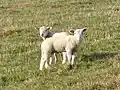 Deux agneaux