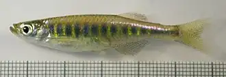 Description de l'image Devario auropurpureus.jpg.