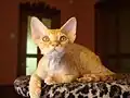 Devon rex roux.