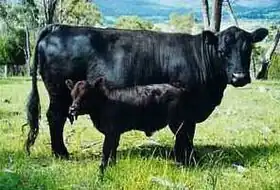 Vache Dexter et son veau