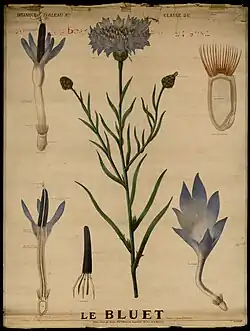 Le bleuet.
