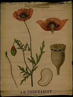 Le coquelicot.