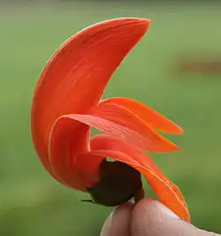 Une fleur à Calcutta, au Bengale-Occidental, en Inde.