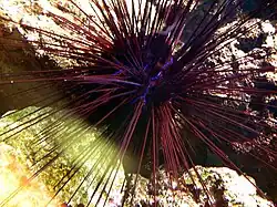 Spécimen violet.