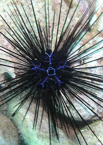 Oursin-diadème de Savigny (Diadema savignyi).