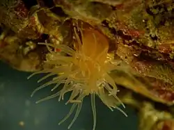 Diadumene cincta, une Diadumenidae.