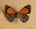 Diaethria clymena