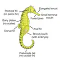 (en) Schéma représentant l'anatomie d'un hippocampe mâle en gestation.