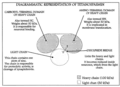 Structure de la tétanospasmine