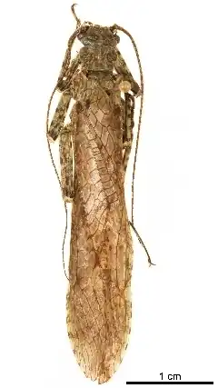 Description de l'image Diamphipnopsis virescentipennis CCDB-32127-G03+1551475506.jpg.