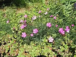Œillet du granite(Dianthus graniticus).