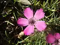 Œillet négligé (Dianthus pavonius)
