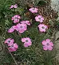 Œillet négligé (Dianthus pavonius)