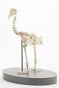 Squelette de Diaphorapteryx hawkinsi