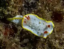 Diaphorodoris olakhalafi