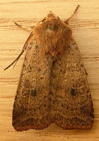 Description de l'image Diarsia intermixta.jpg.