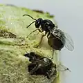 Émergence d'imago de Diastrophus nebulosus.