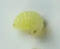 Larve de Diastrophus nebulosus (État de Pennsylvanie)