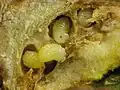 Larves de Diastrophus nebulosus dans leur galle.