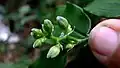 Boutons floraux de Dichorisandra hexandra