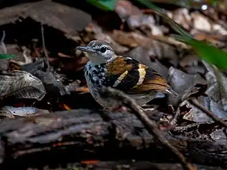 Description de l'image Dichrozona cincta Banded Antbird (male); Jaci-Parana, Porto Velho, Rondônia, Brazil 01.jpg.