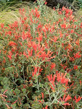 Description de l'image Dicliptera suberecta 1.jpg.