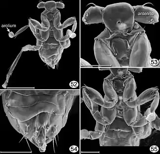 Description de l'image Dicopomorpha echmepterygis.jpg.