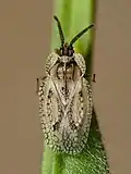 Dictyonota fuliginosa, Belgique.