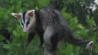 Didelphis albiventris, un Didelphimorphia