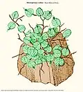 Didymoglossum motleyi