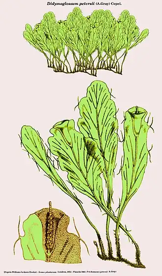 Didymoglossum petersii