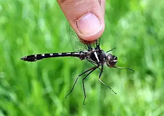 Didymops transversa