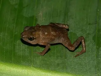 Description de l'image Didynamipus sjostedti01.jpg.
