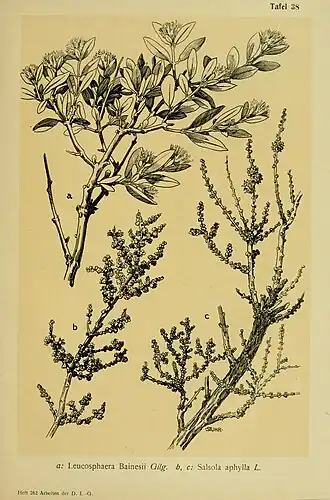 Description de l'image Die Futterpflanzen Deutsch-Südwestafrikas und Analysen von Bodenproben - botanische und chemische Untersuchungen (1914) (20729315060).jpg.