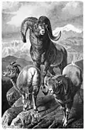 Argali de Marco Polo.
