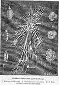 Gromia (Cercozoa : Gromiidea)