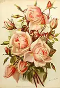 Illustration d'Adeline Herbst parue en 1898 dans Die Gartenwelt, rose 'Principessa di Napoli' (rose thé de Paul Braüer).
