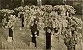 Photographie d'une exposition d'œillets à Boston en 1911.