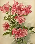 Illustration par Johanna Beckmann (1868-1941) en 1912.