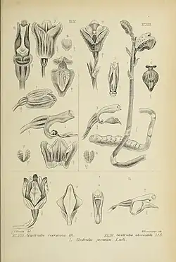 Gastrodia javanica