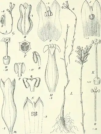Description de l'image Die Pflanzenwelt Afrikas, insbesondere seiner tropischen Gebiete - Grundzge der Pflanzenverbreitung im Afrika und die Charakterpflanzen Afrikas (1910) (20317904054).jpg.