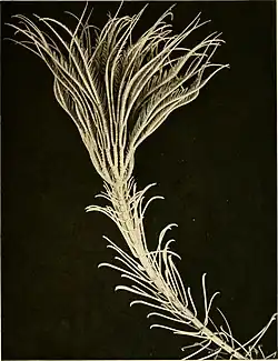 Saracrinus nobilis.