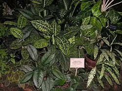 Cultivars divers