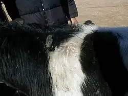 Au cou et au garrot